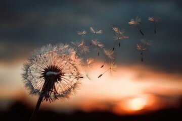 Naklejka premium Silhouette of dandelion seeds dispersing at sunset against a vibrant sky