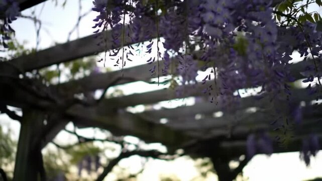 Cascading wisteria blooms on a wooden trellis in a garden setting.