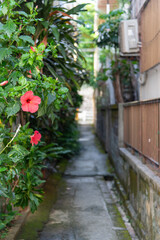 沖縄の直線の路地裏と赤いハイビスカスの花