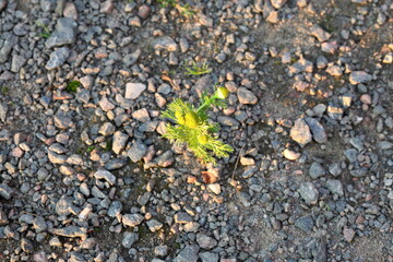 Small green bush with tiny yellow flower. At a graveled path. At sunset with some shiny sunlight.
