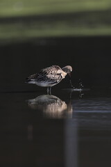 The black-tailed godwit (Limosa limosa melanuroides) is a large, long-legged, long-billed shorebird. This photo was taken in Japan.