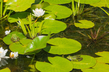 Frösche in Naturteich Teich mit Seerosen und Wasserlilien