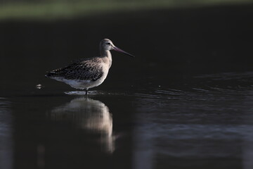 The black-tailed godwit (Limosa limosa melanuroides) is a large, long-legged, long-billed shorebird. This photo was taken in Japan.