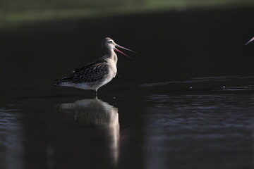 The black-tailed godwit (Limosa limosa melanuroides) is a large, long-legged, long-billed shorebird. This photo was taken in Japan.