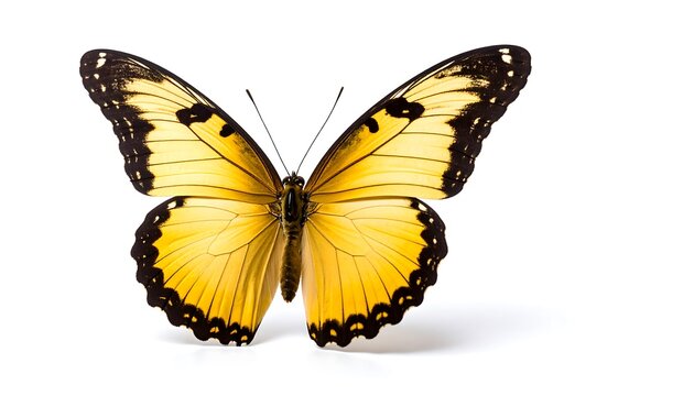 yellow butterfly - Powered by Adobe
