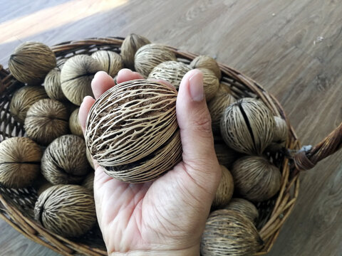 Hand holding cerbera odollam or pong pong seeds