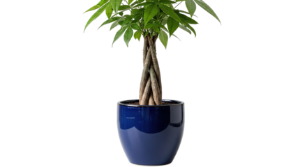 Braided Money Tree Plant in Blue Pot Home Decor