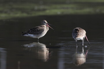 The black-tailed godwit (Limosa limosa melanuroides) is a large, long-legged, long-billed shorebird. This photo was taken in Japan.