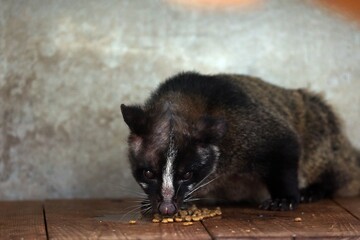 エサを食べるハクビシン