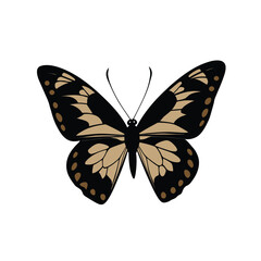 butterfly on white background vector art