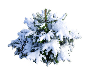  Small Snowy Spruce Tree with Thick Snow Layers, Top-Down Perspective, Transparent PNG 