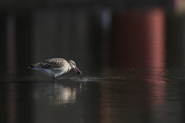 The black-tailed godwit (Limosa limosa melanuroides) is a large, long-legged, long-billed shorebird. This photo was taken in Japan.