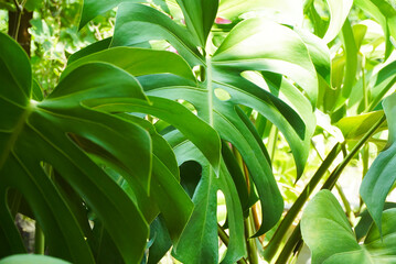 Lush Green Monstera Deliciosa Leaves Close Up Photography Vibrant Tropical Foliage Texture