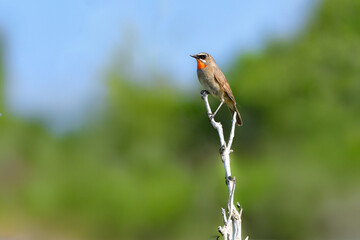 初夏の北海道の草原で見られる赤い喉が美しい草原の鳥ノゴマ