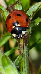 ladybird on a leaf