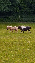 Obraz premium horse and foal