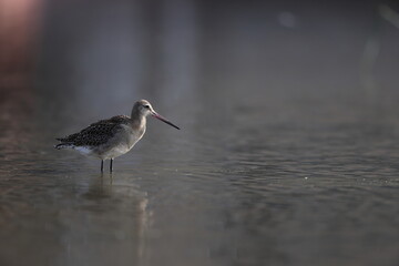 The black-tailed godwit (Limosa limosa melanuroides) is a large, long-legged, long-billed shorebird. This photo was taken in Japan.