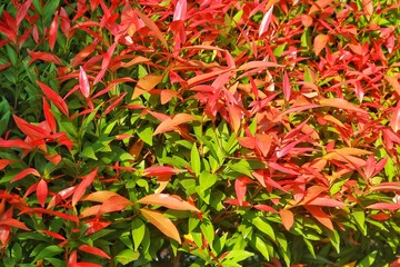 Close-up of glossy lilly pilly leaves displaying a vibrant mix of green and reddish-pink hues, with clear vein patterns.