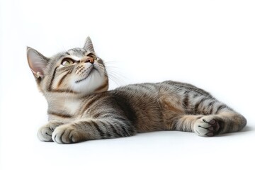 Obraz premium Relaxed tabby cat lying down on a white surface looking upwards with calm and curious expression