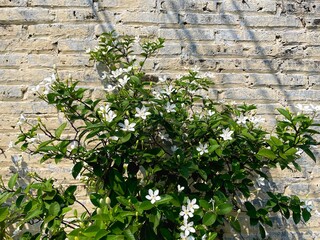 A decorative snowflake ornament, likely made of a light material, set against a rustic brick wall...