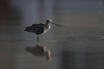 The black-tailed godwit (Limosa limosa melanuroides) is a large, long-legged, long-billed shorebird. This photo was taken in Japan.