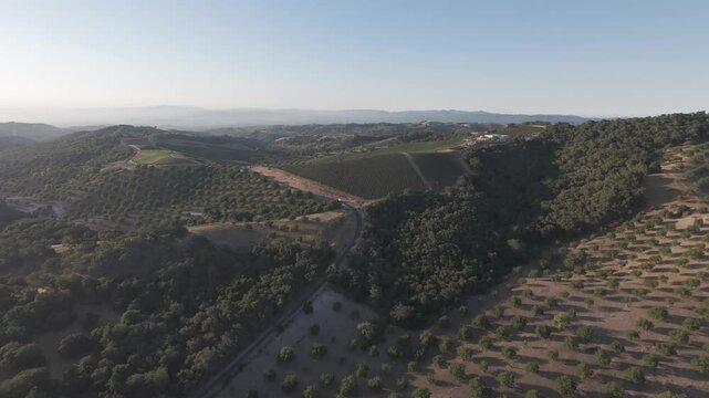 Paso Robles Wine Country at Golden Hour &mdash; Epic aerial of vineyards on rolling hills in beautiful sunrise light