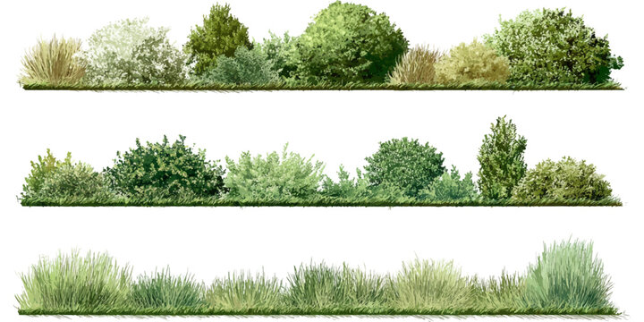 set of green trees isolated cad lines architecture and landscaping model Vector of watercolor tree side view isolated on white background