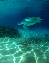 a sea turtle on a reef  in the caribbean sea