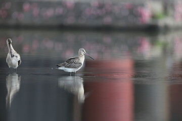 The black-tailed godwit (Limosa limosa melanuroides) is a large, long-legged, long-billed shorebird. This photo was taken in Japan.