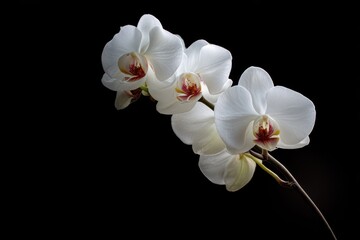 Elegant white orchids blossom against a deep black background, showcasing their delicate petals and vibrant center details during a serene moment of floral beauty