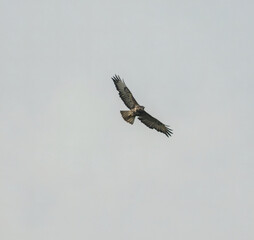 Common Buzzard in Flight