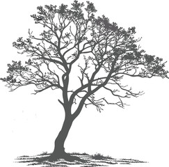 A lone, bare silhouette of a tree with intricate branches against a winter sky