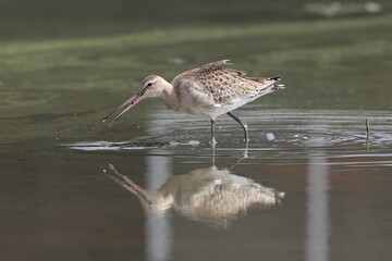 The black-tailed godwit (Limosa limosa melanuroides) is a large, long-legged, long-billed shorebird. This photo was taken in Japan.