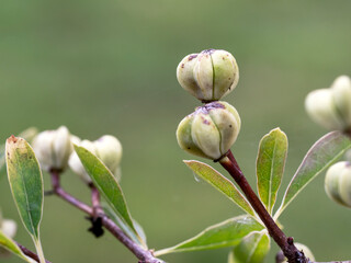 Closeup of common pearlbrush berries in a garden