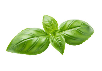 Fototapeta premium Fresh green basil sprig leaves culinary herb ingredient food cooking