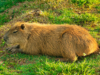 marmot in the grass