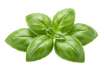 Fototapeta premium Fresh green basil leaves culinary herb isolated on transparent background