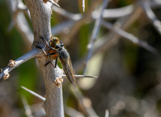 Predatory Robber Fly with Dead Bee Prey