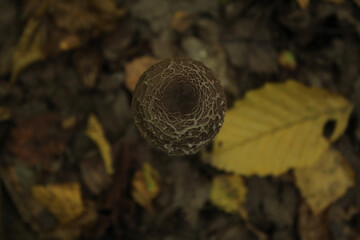 mushroom in the forest
