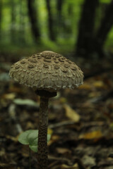 mushroom in the forest