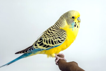 A brightly colored yellow and blue budgerigar perches on a branch. A beautiful and detailed bird portrait. Bird.