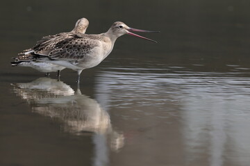 The black-tailed godwit (Limosa limosa melanuroides) is a large, long-legged, long-billed shorebird. This photo was taken in Japan.