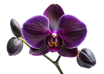 Obraz premium black orchid png image on transparent background