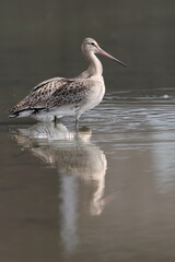 The black-tailed godwit (Limosa limosa melanuroides) is a large, long-legged, long-billed shorebird. This photo was taken in Japan.