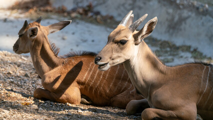 impala antelope in kruger park