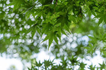 爽やかな新緑の青紅葉