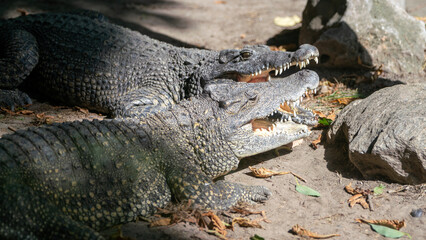 crocodile in the zoo