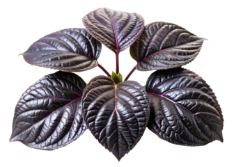 black leaf png image on transparent background
