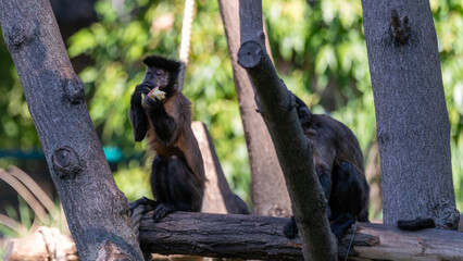 little capuchins in the jungle