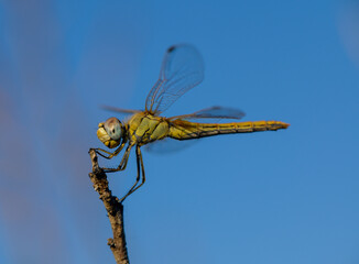 Dragonfly Perched on Branch with Blue Sky
